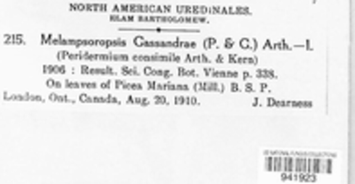 Chrysomyxa cassandrae image